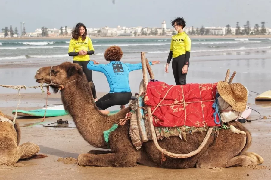 Three surf students in wetsuits stand with two loaded camels on Essaouira beach with coastal city buildings visible behind.