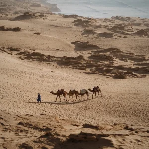 Camels on the beach near Taghazout at sunset
